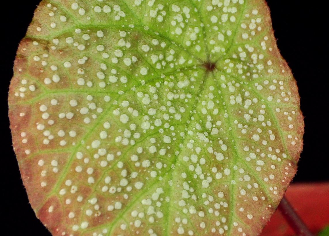 B. setulosopeltata